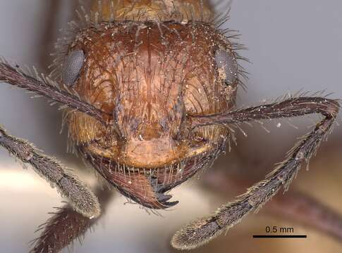 Image of Myrmicaria salambo Wheeler 1922