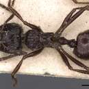 Myrmicaria basutorum Arnold 1960 resmi