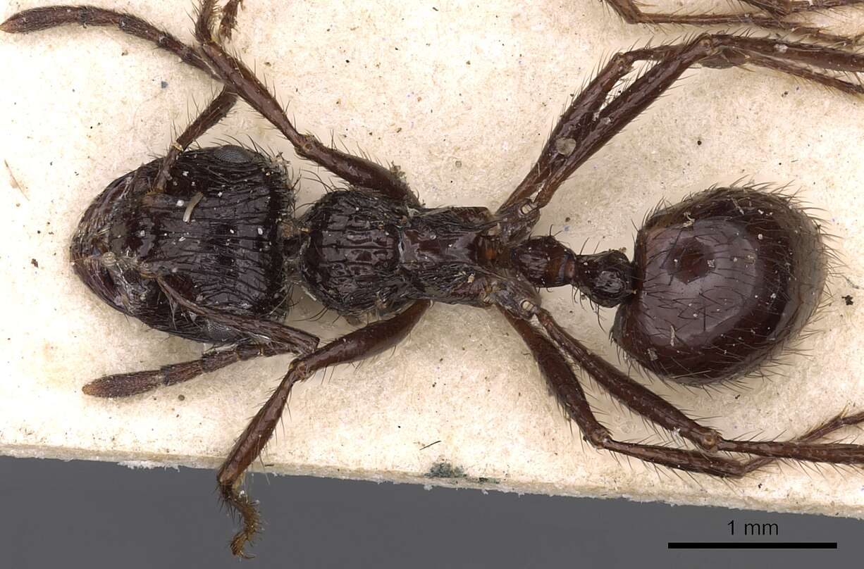 Image of Myrmicaria basutorum Arnold 1960