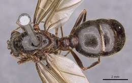 Image of Carebara diversa