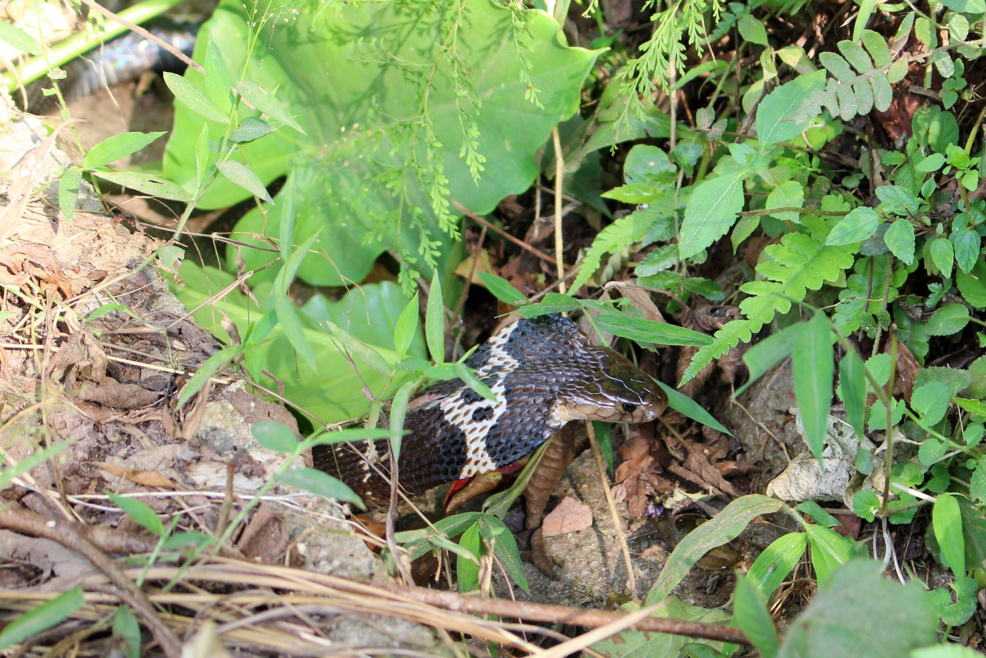 Image of Chinese Cobra