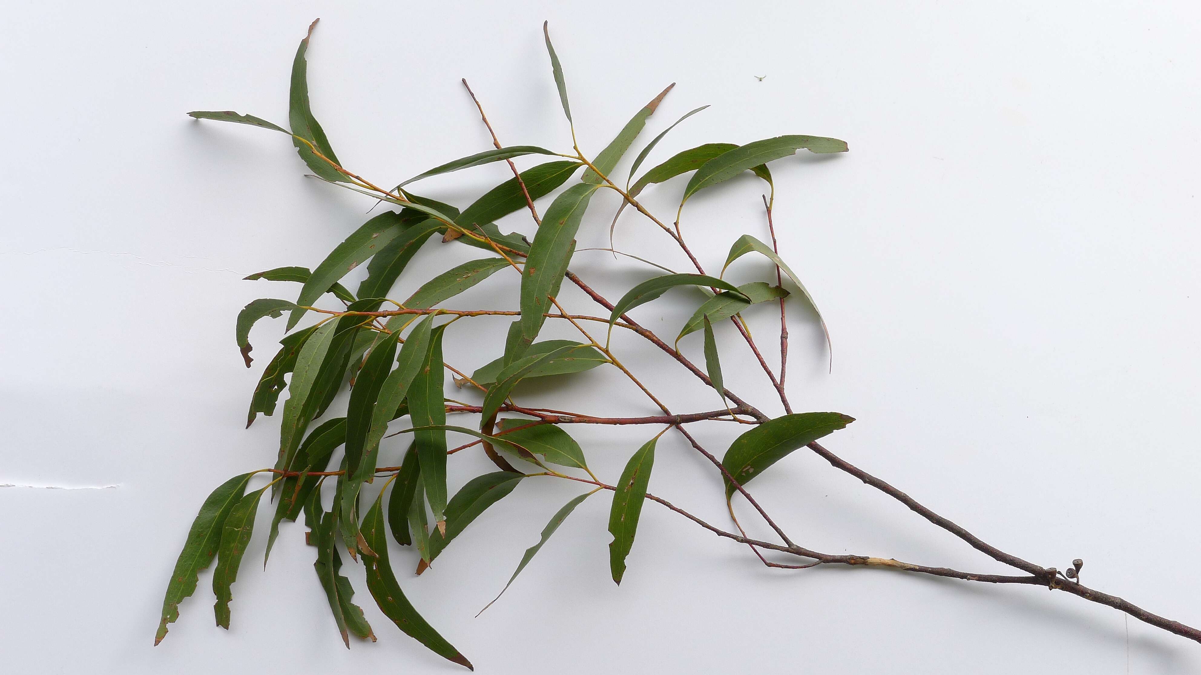 Imagem de Eucalyptus sieberi L. A. S. Johnson