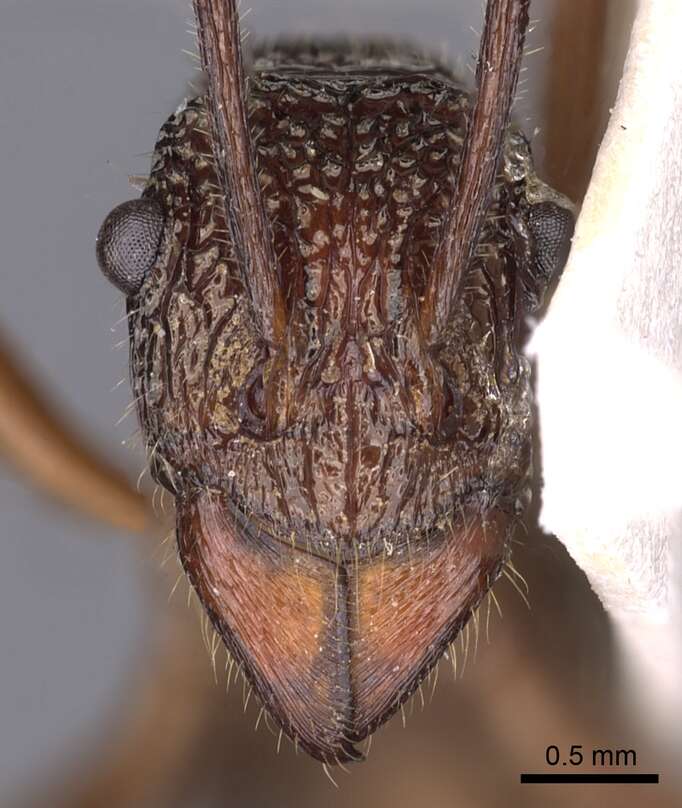 Image of Rhytidoponera nexa Stitz 1912