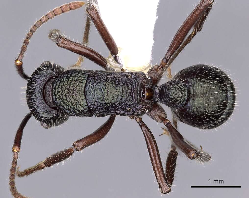 Image of Rhytidoponera opaciventris Ward 1984