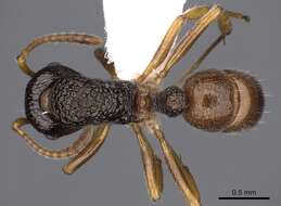 Image of Rhytidoponera insularis Ward 1984