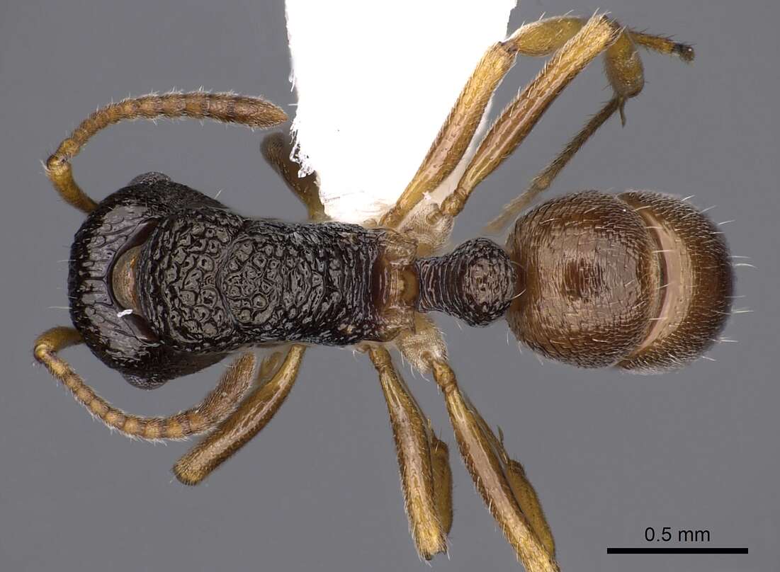 Image of Rhytidoponera insularis Ward 1984