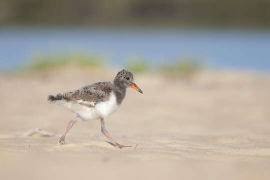 Image of Australian Pied Oystercatcher