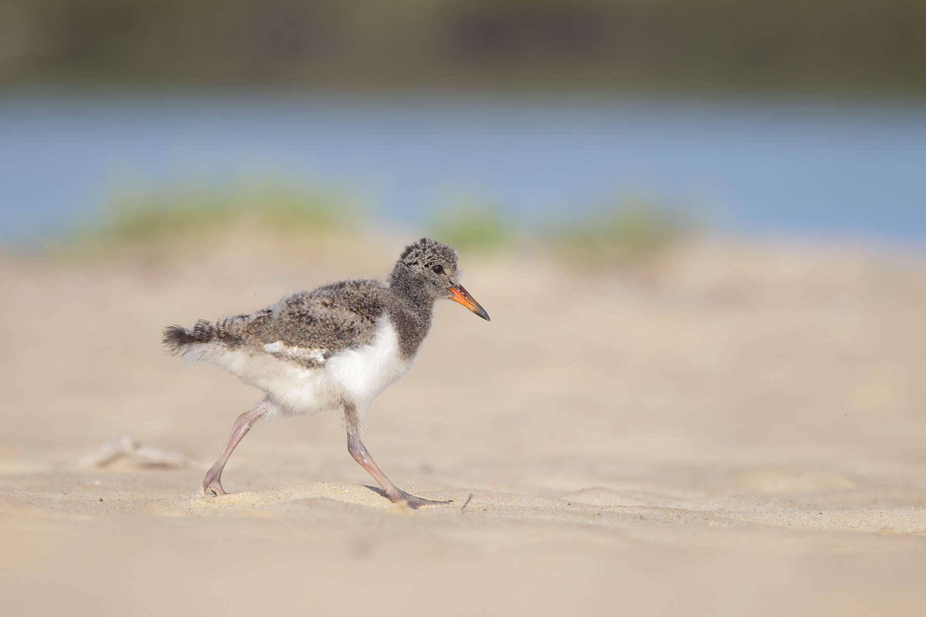 Image of Australian Pied Oystercatcher