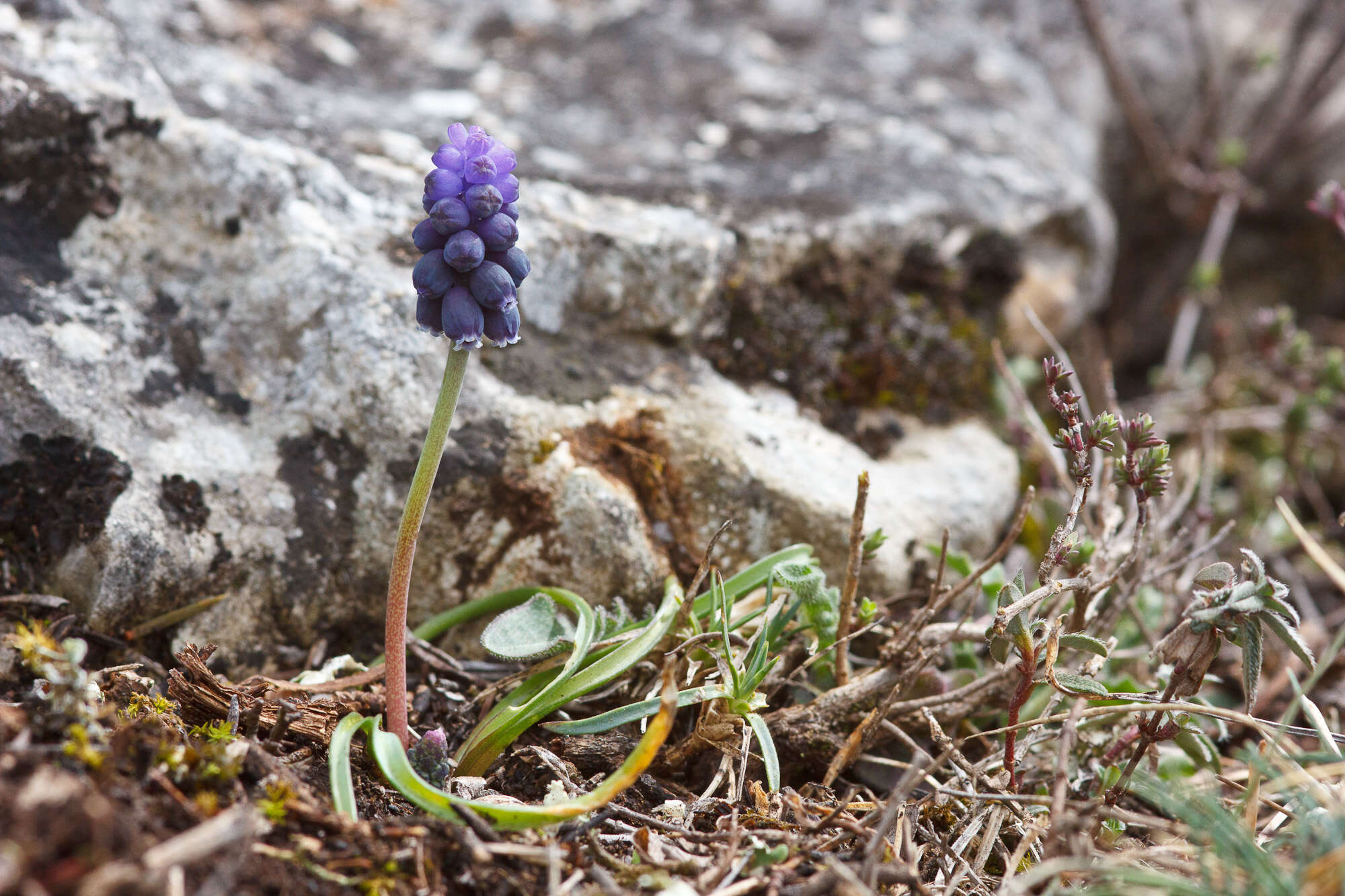 Image of starch grape hyacinth