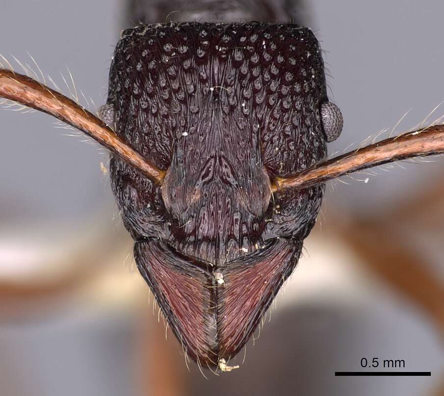 Image of Gnamptogenys helisa