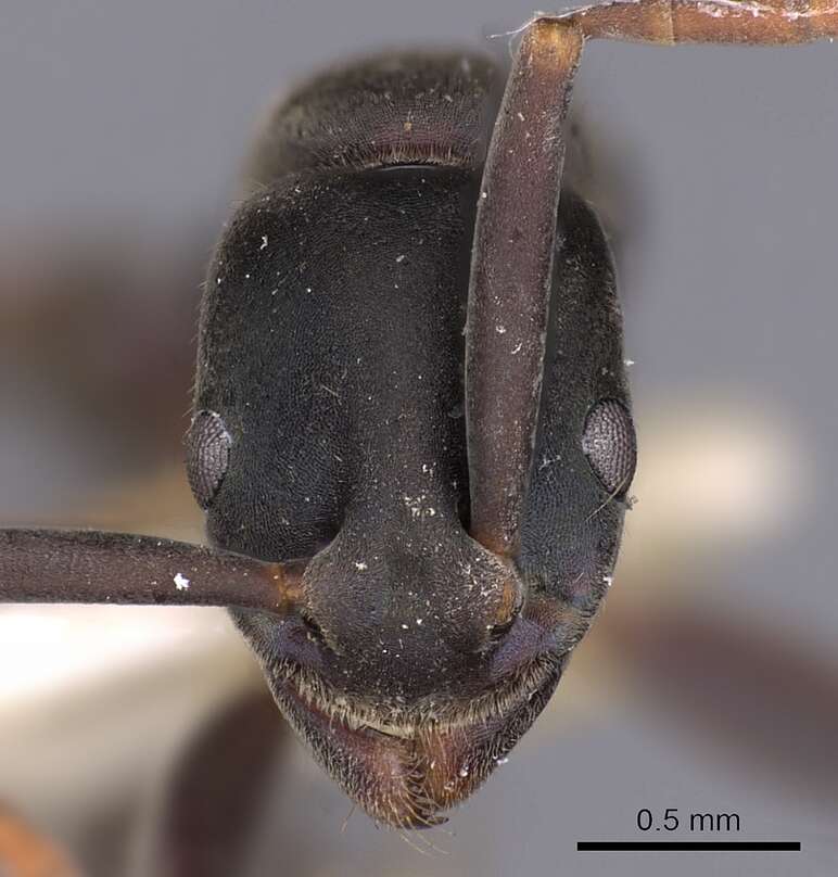 Image of Platythyrea quadridenta Donisthorpe 1941