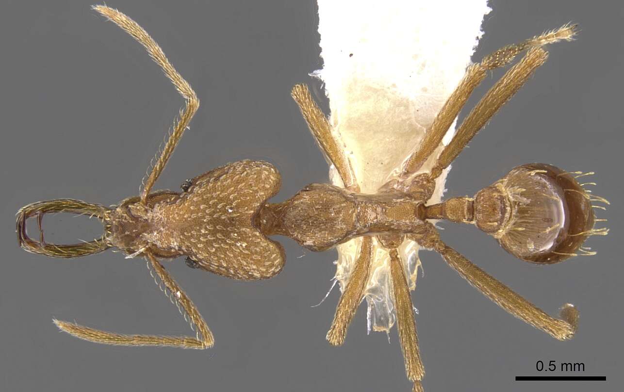 Image of <i>Strumigenys transenna</i>