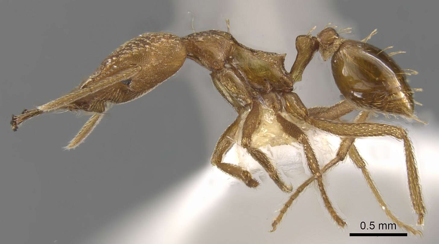 Image of <i>Strumigenys transenna</i>