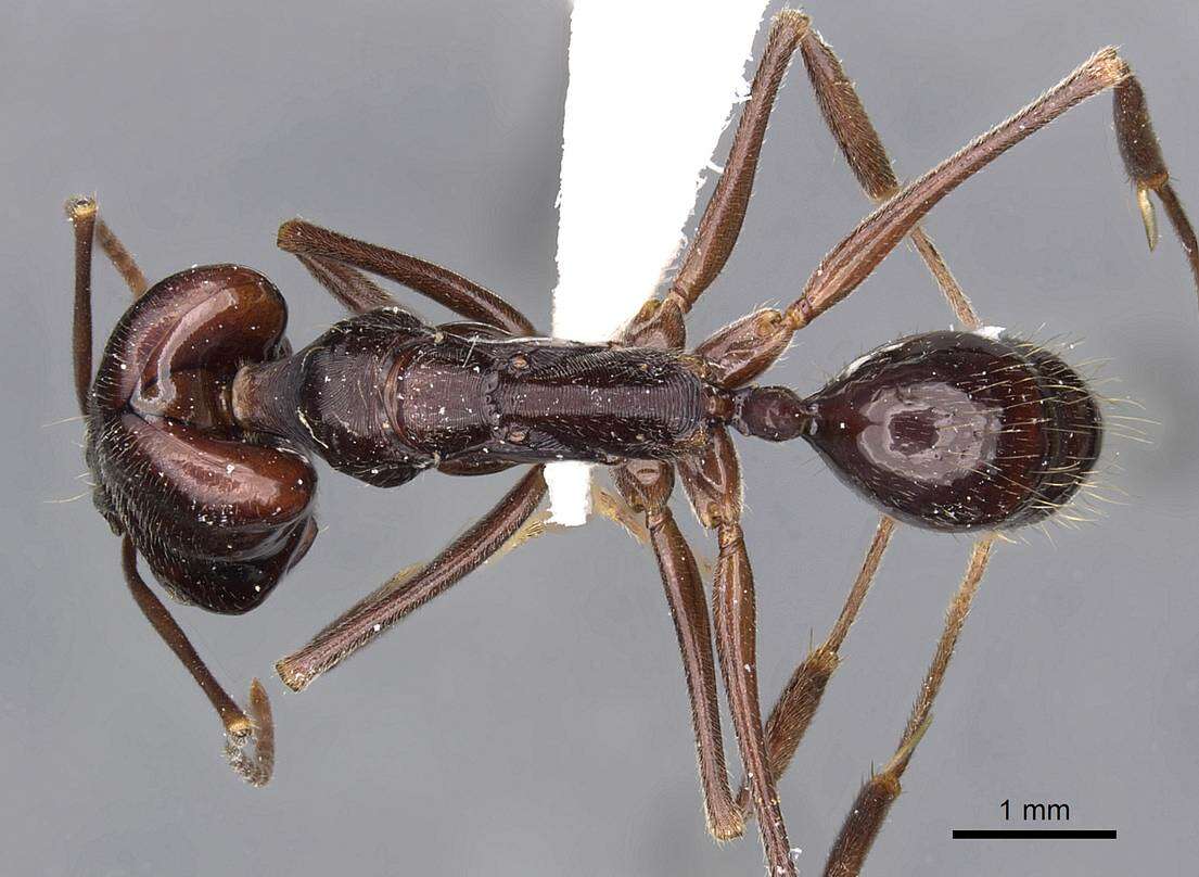 Imagem de Odontomachus biumbonatus Brown 1976