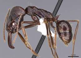 Imagem de Odontomachus biumbonatus Brown 1976