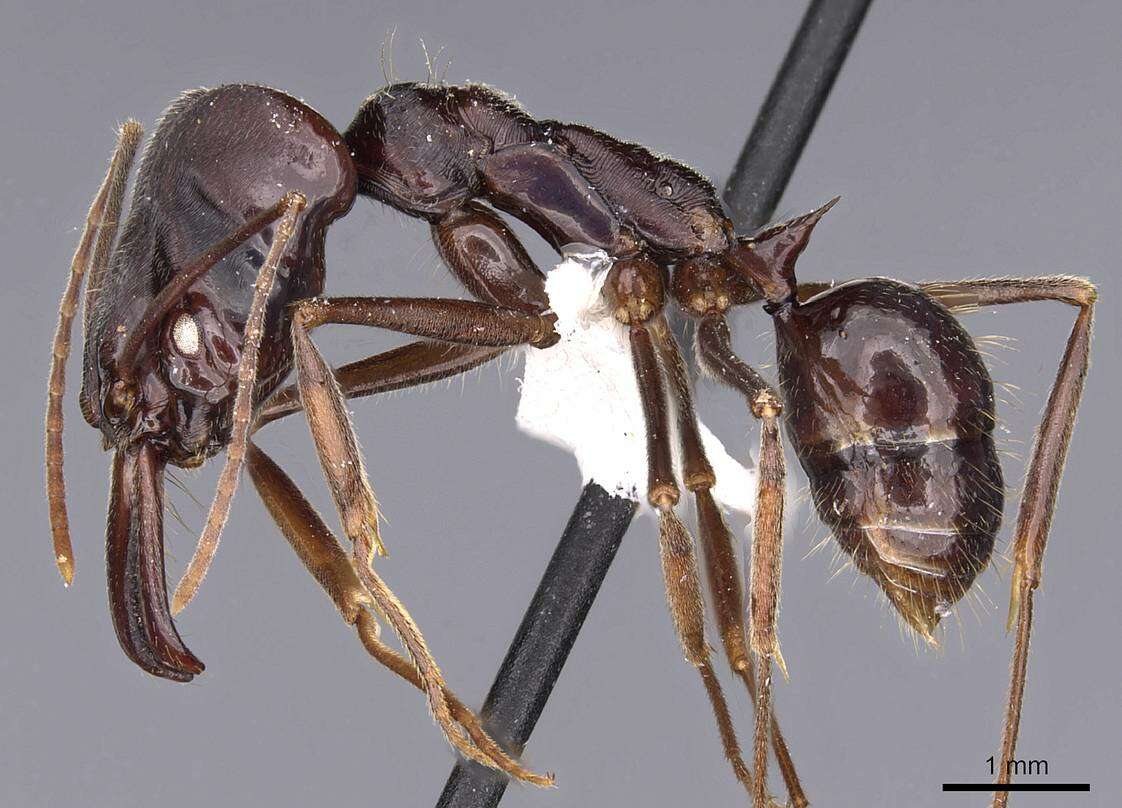 Imagem de Odontomachus biumbonatus Brown 1976