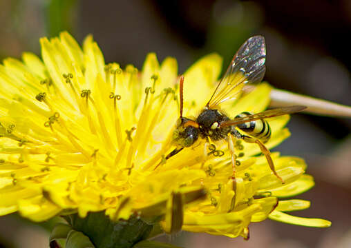 Image de Nomada succincta Panzer 1798