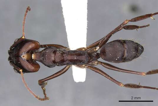 Image of Odontomachus caelatus Brown 1976