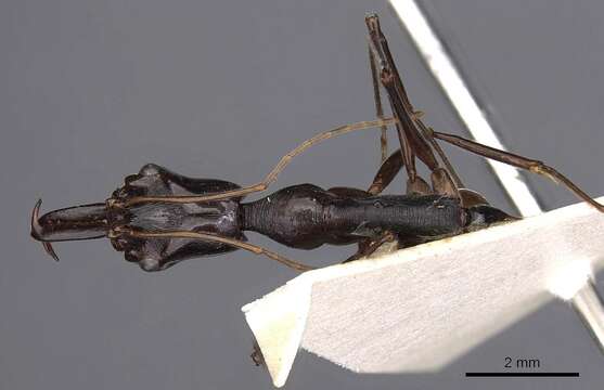 Image of Odontomachus tyrannicus Smith 1859