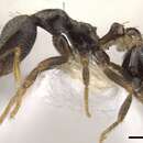 Image of Strumigenys percrypta