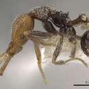 Image of Strumigenys cenagra