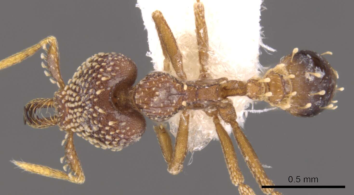 Image of <i>Strumigenys ultromalyx</i>