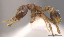 Image of <i>Strumigenys ultromalyx</i>