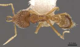 Image of Strumigenys bitheria Bolton 1983