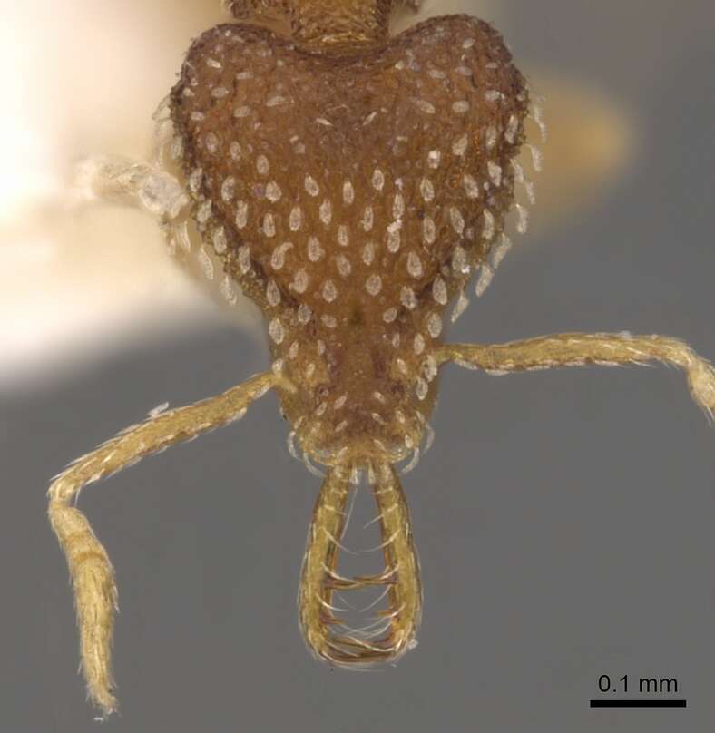 Image of Strumigenys bitheria Bolton 1983