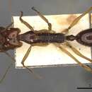 Image of Odontomachus sumbensis Brown 1976