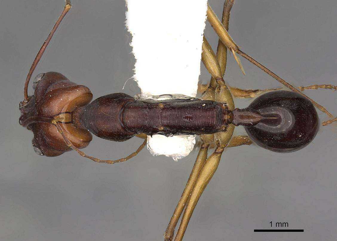 Image of Odontomachus floresensis Brown 1976