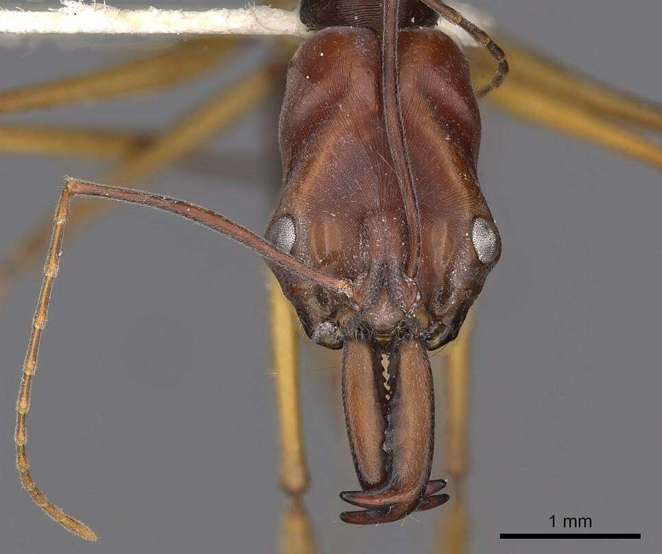 Image of Odontomachus floresensis Brown 1976