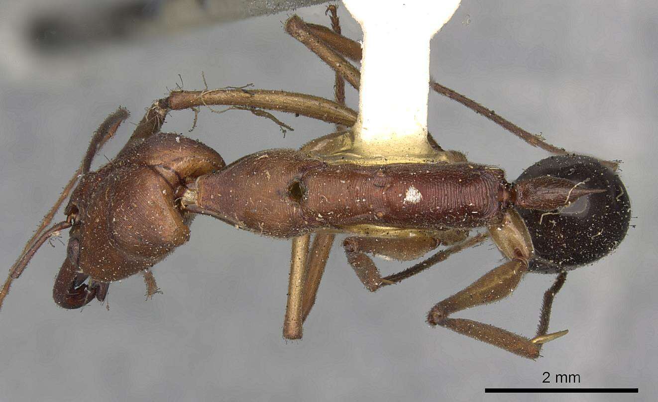 Image of <i>Odontomachus schoedli</i>