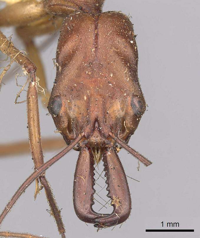 Image of <i>Odontomachus schoedli</i>