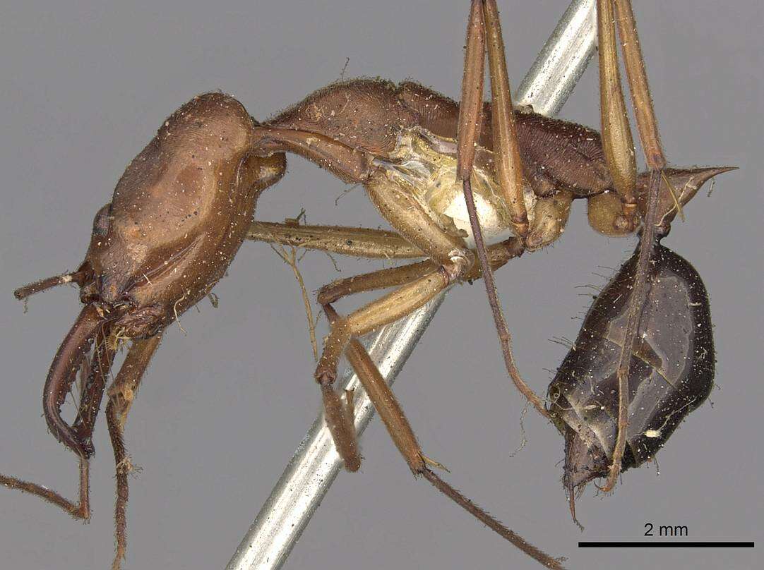 Image of <i>Odontomachus schoedli</i>