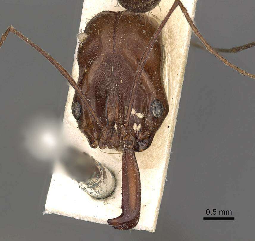 Image of Odontomachus rixosus Smith 1857