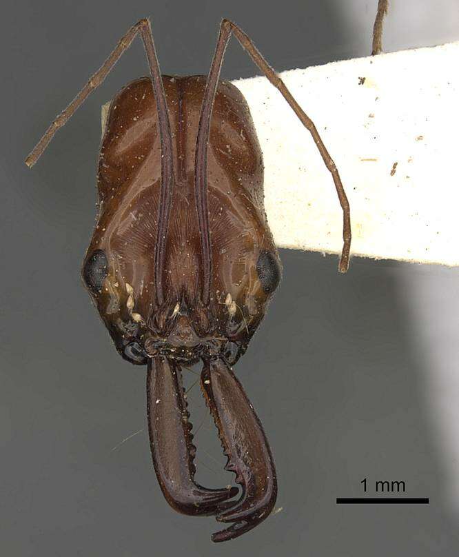 Image of Odontomachus saevissimus Smith 1858