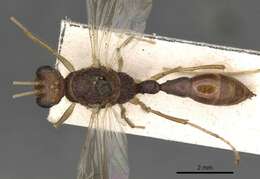 Harpegnathos pallipes (Smith 1858) resmi