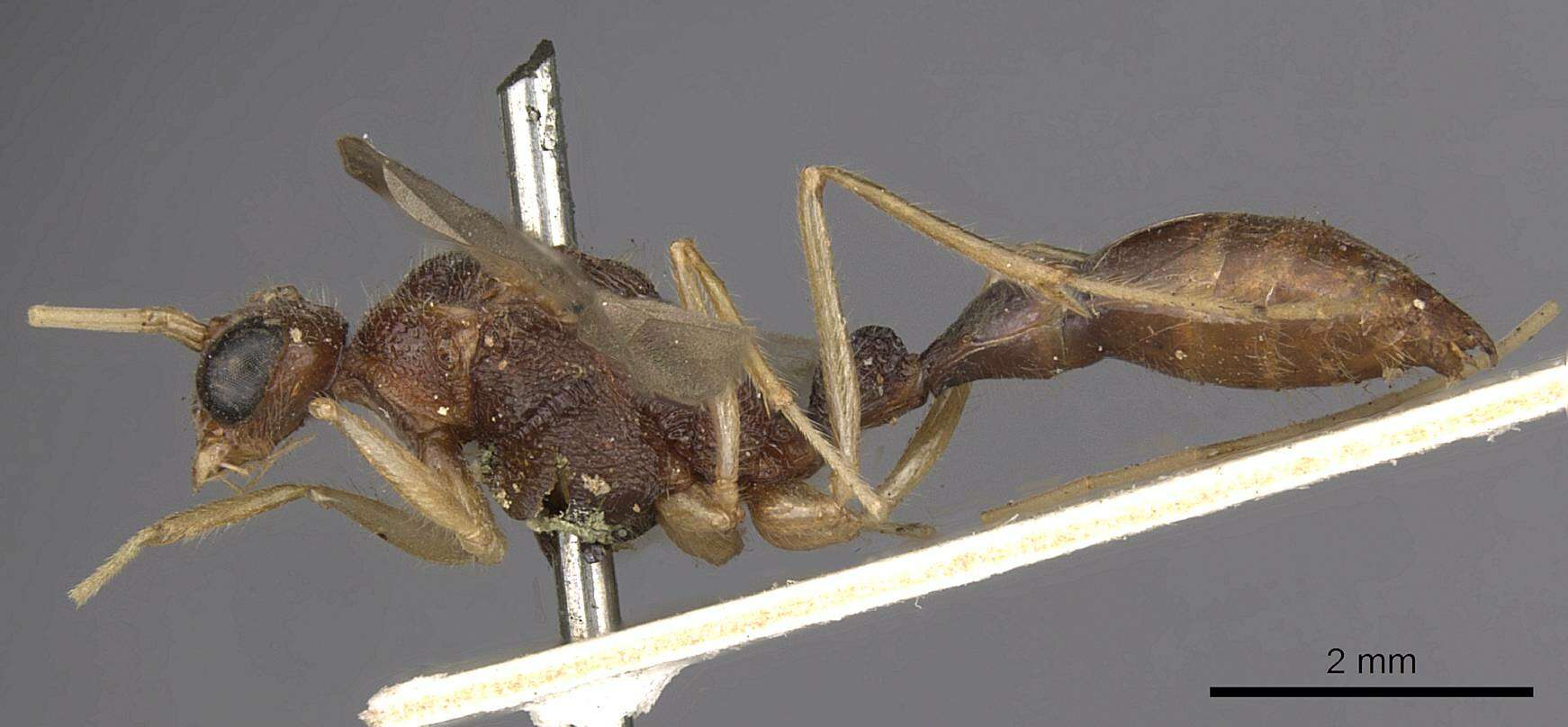 Harpegnathos pallipes (Smith 1858) resmi