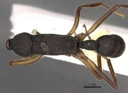 Harpegnathos venator (Smith 1858) resmi