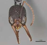 Image of Harpegnathos venator (Smith 1858)