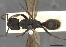 Image of <i>Odontoponera denticulata</i> (Smith)