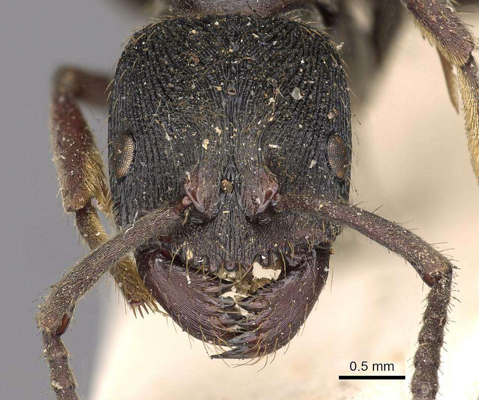 Image of <i>Odontoponera denticulata</i> (Smith)