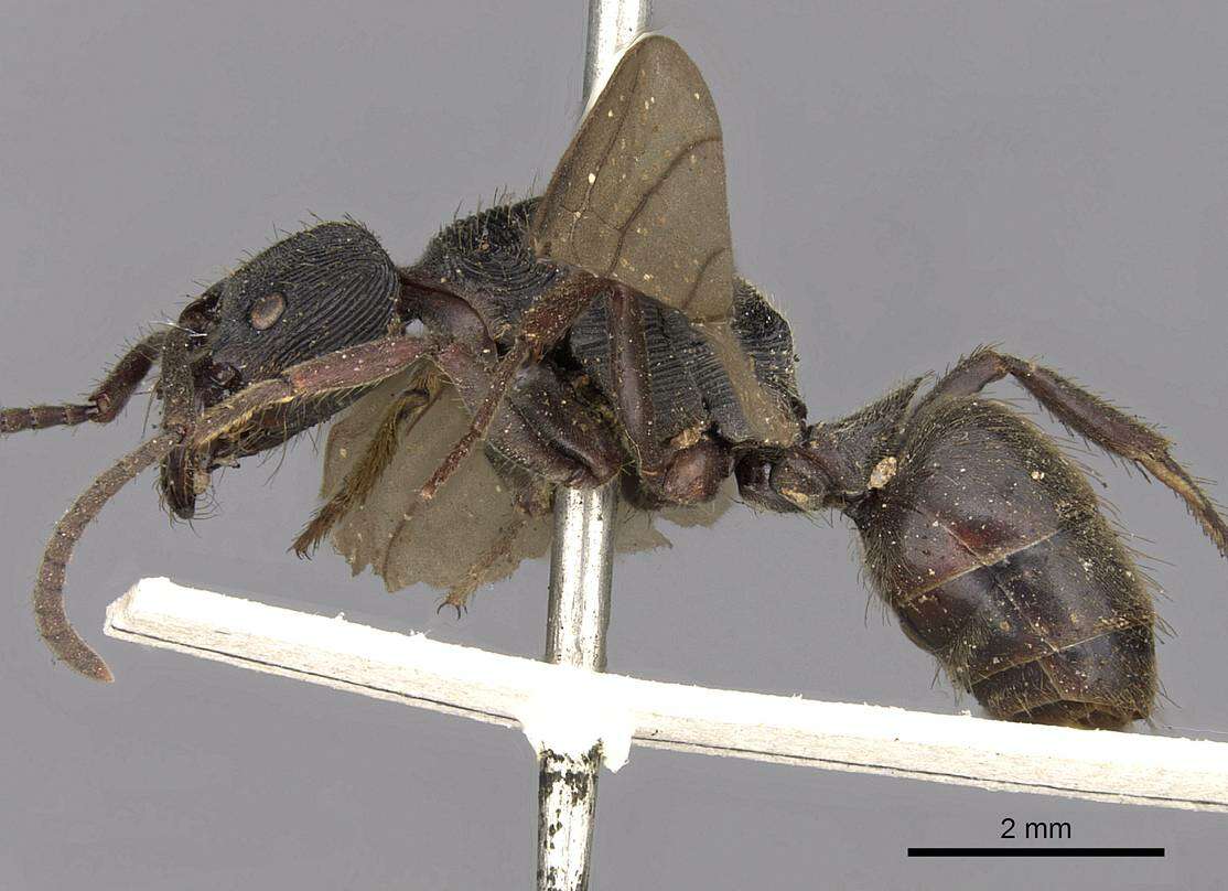 Image of <i>Odontoponera denticulata</i> (Smith)