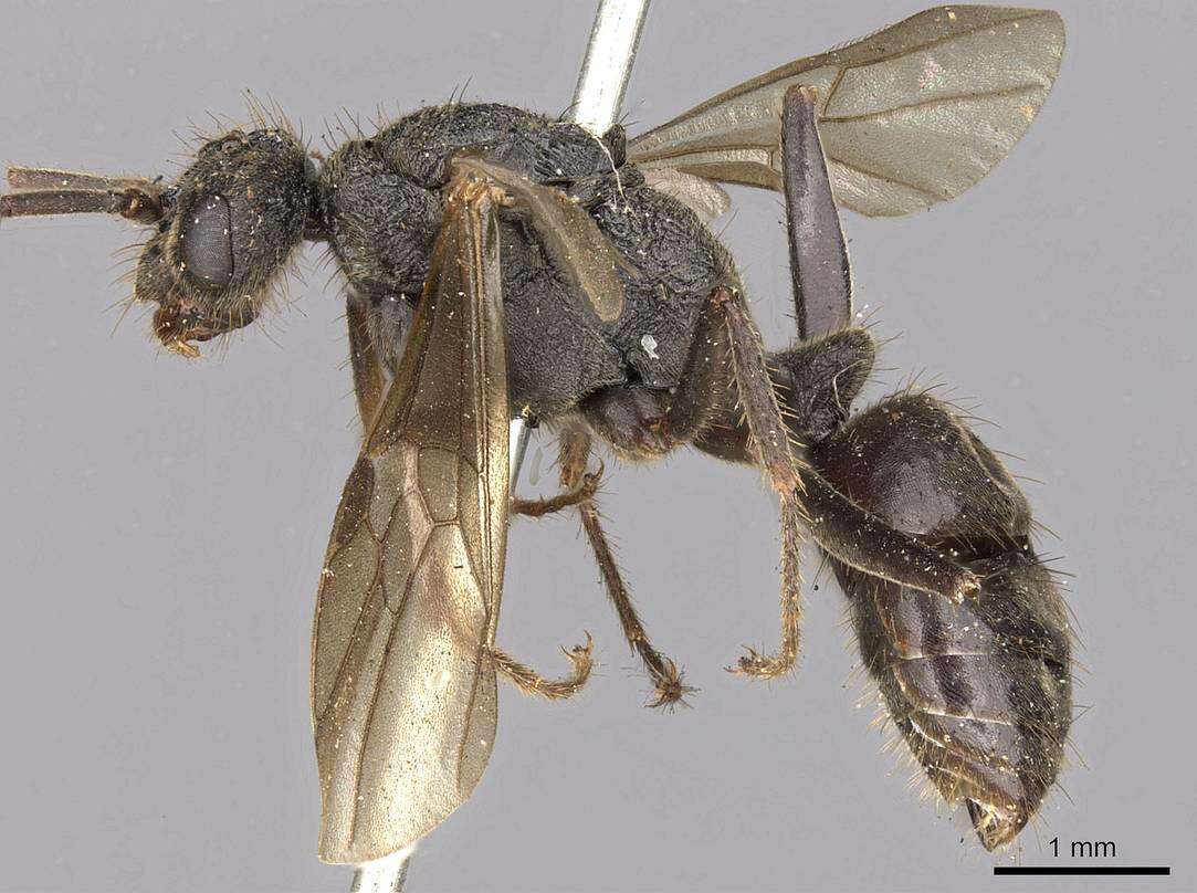 Image of Odontoponera
