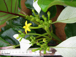 صورة Morinda asteroscepa K. Schum.