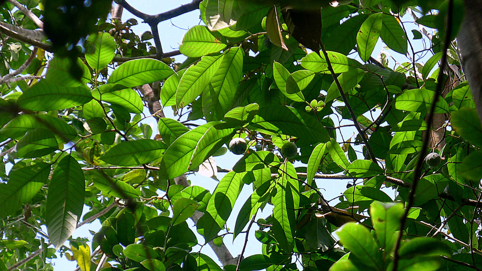 صورة Annona bahiensis (Maas & Westra) H. Rainer