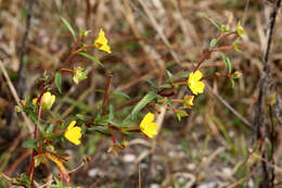 Plancia ëd Ludwigia octovalvis (Jacq.) Raven