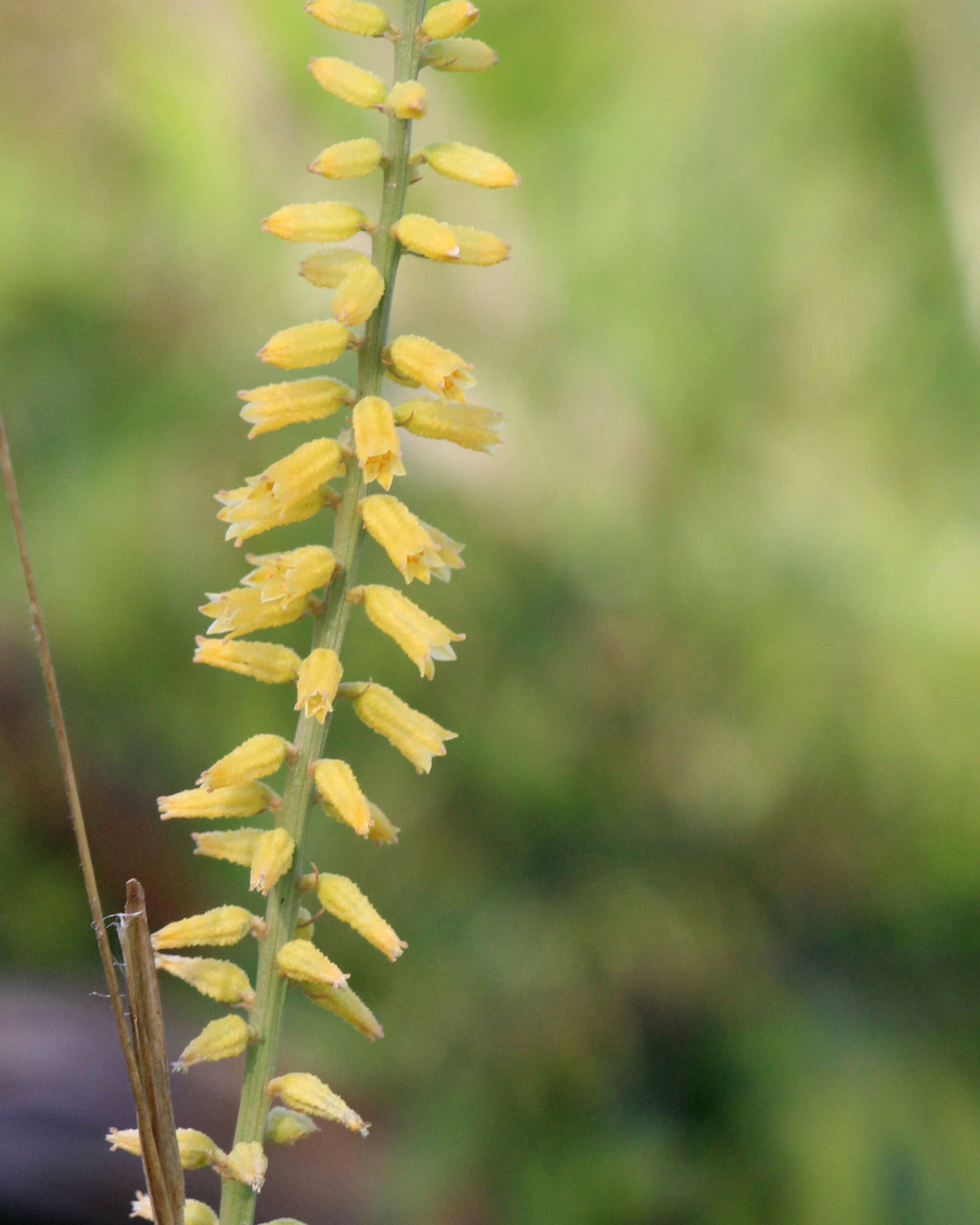 Слика од Aletris lutea Small