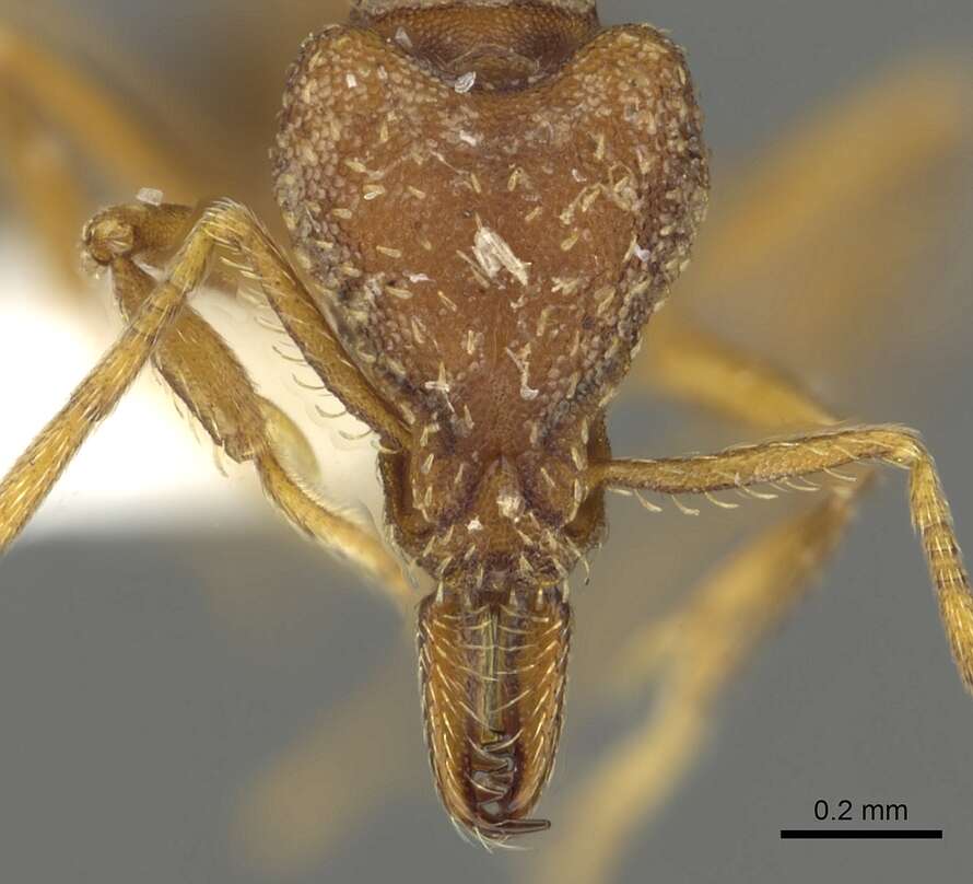 Image of Strumigenys deverra